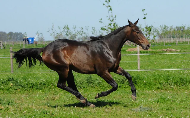 World's First "Superhorses" Created in Argentina