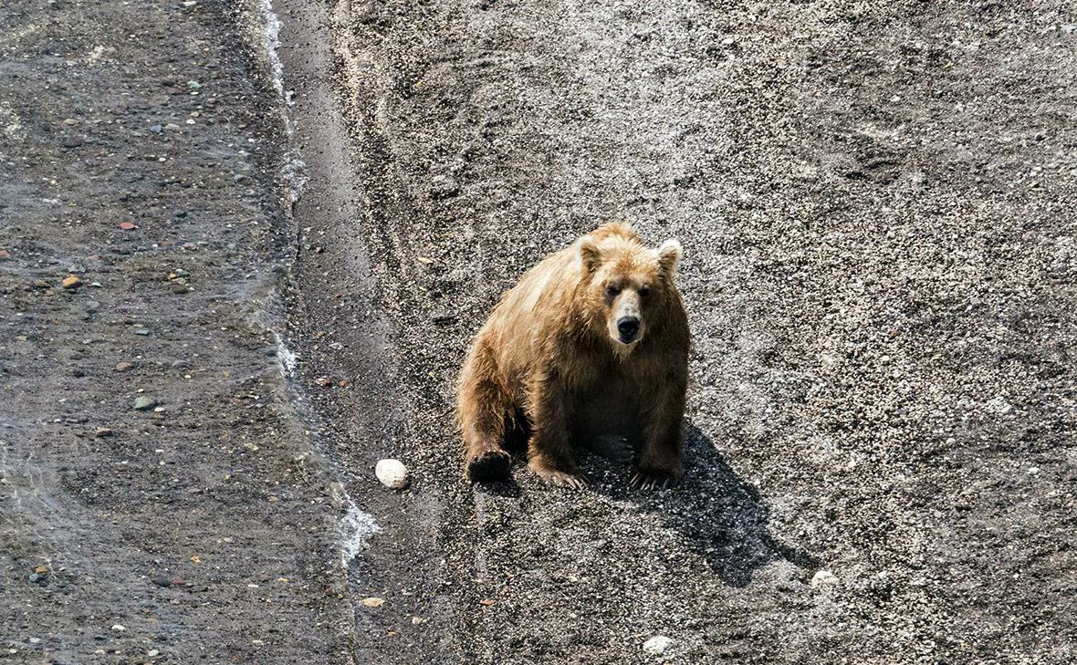 Boy Survives Kamchatka Bear Attack by Playing Dead