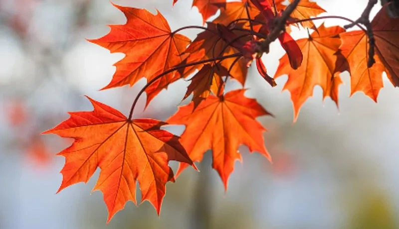 Հանրապետությունում սպասվում է առանց տեղումների եղանակ