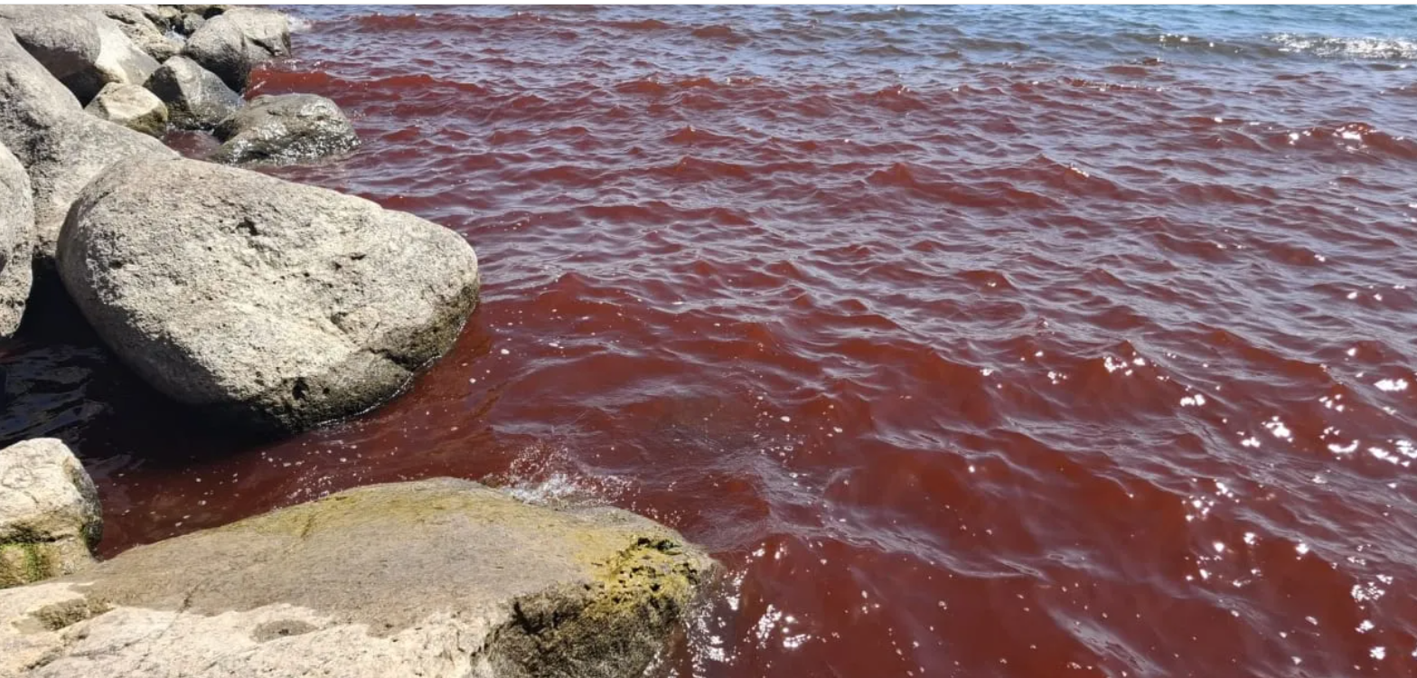 Sea of Galilee Turns Red in Natural Phenomenon