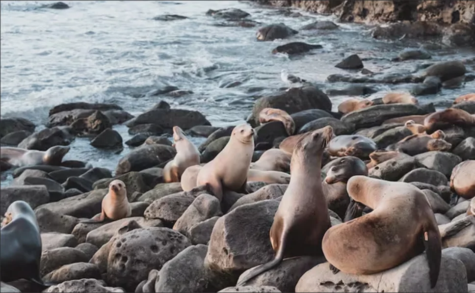 Դաղստանում հայտնաբերվել է 480 սատկած փոկ