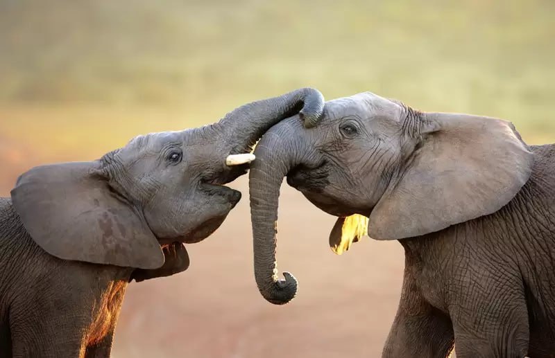 Laos to Gift Two Elephants to Russia
