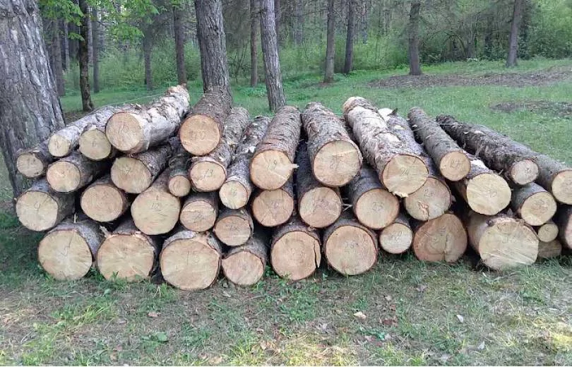 Illegal Logging Thwarted in Ijevan; Driver Arrested