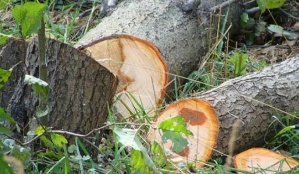 Illegal Logging in Ijevan Causes Over 43M Dram in Damage