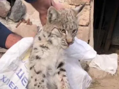 Շիրակի մարզում հայտնաբերված լուսանին տեղափոխել են Երևան