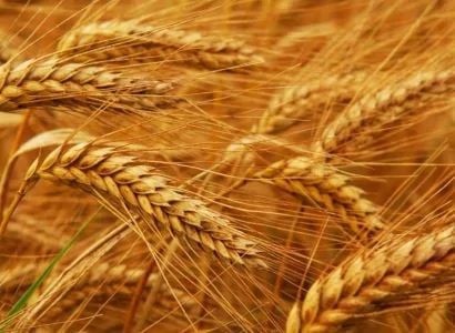 Company Importing Wheat via Azerbaijan is Linked to Top Tycoon