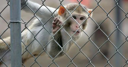 Միսիսիպիում փորձարարական կապիկներ են փախել. մեկը կարող է վարակիչ լինել