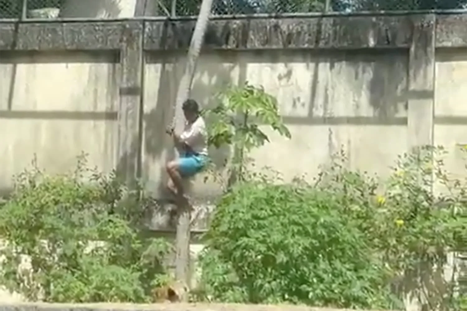 Բրազիլիայում 19-ամյա տղան մտել է առյուծի վանդակ ու մահացել