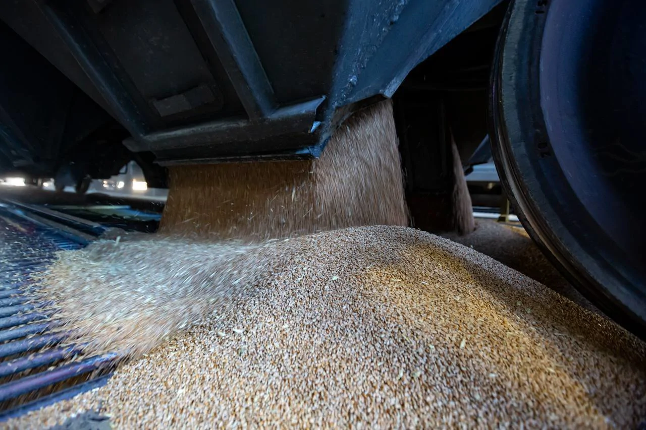 ՍԱՏՄ-ն ուսումնասիրել է ՌԴ-ից և Ղազախստանից ներկրված ցորենը