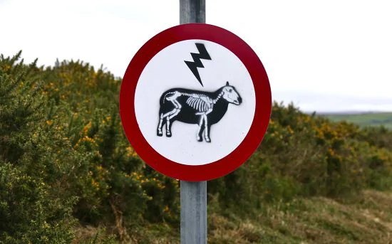 Fallen Power Line Kills 36 Sheep in Armavir