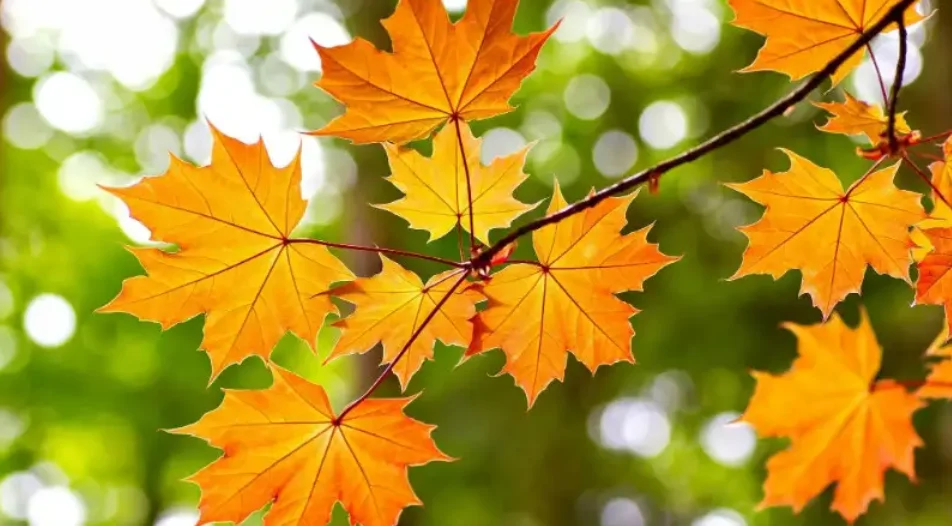 Weather in Armenia: Mostly Dry With Some Rain Expected
