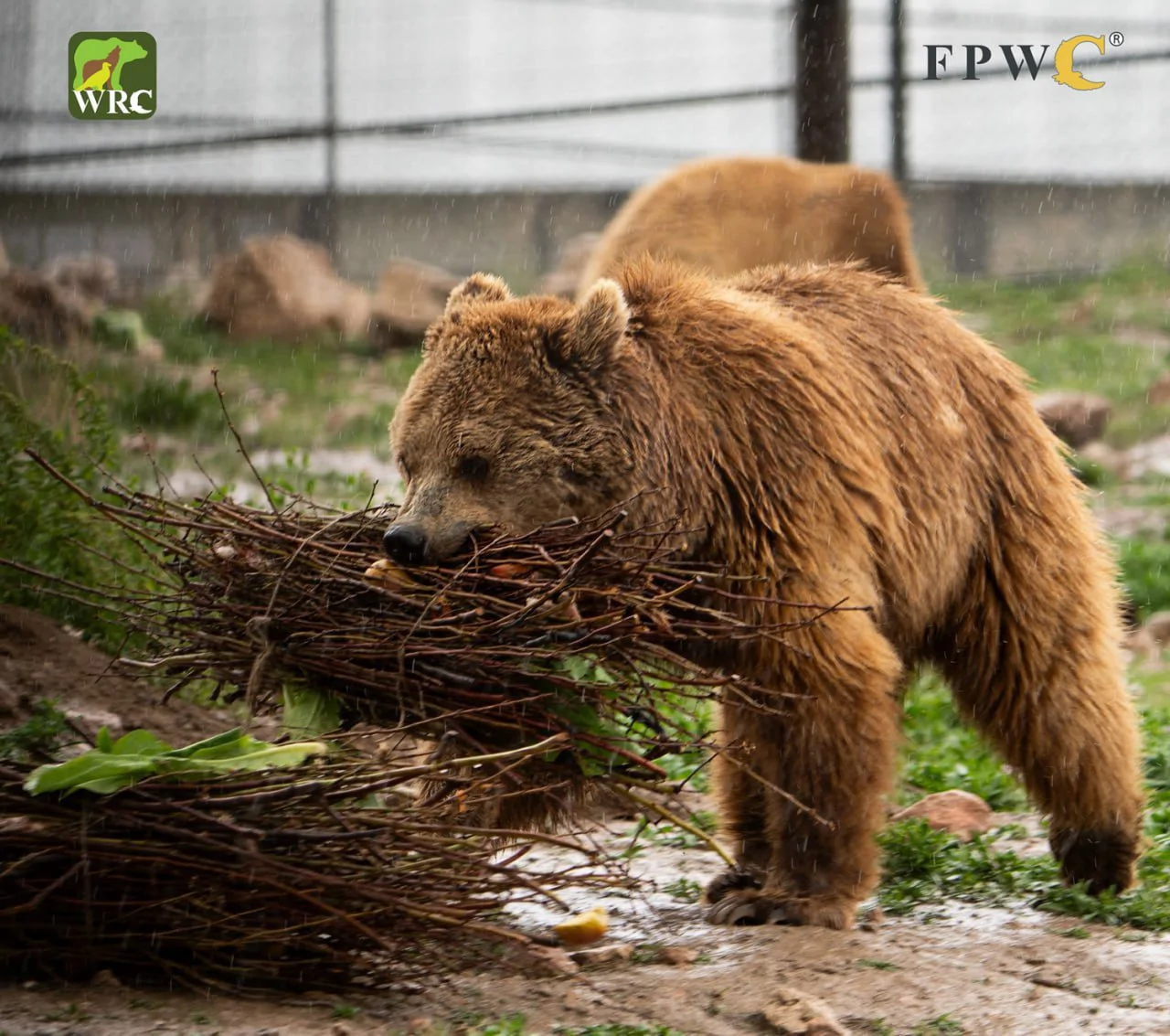 Նանար անունով արջը ռեստորանից տեղափոխվել է կենդանիների փրկարար կենտրոն